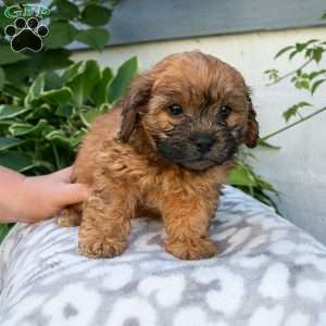 Cassie, Shih-Poo Puppy